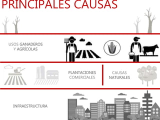 PRINCIPALES CAUSAS
PLANTACIONES
COMERCIALES
INFRAESTRUCTURA
USOS GANADEROS
Y AGRÍCOLAS
CAUSAS
NATURALES
 