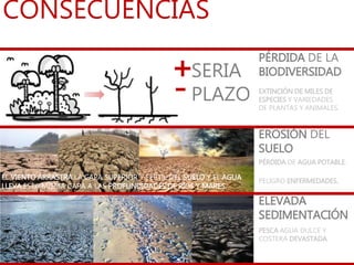 CONSECUENCIAS
EXTINCIÓN DE MILES DE
ESPECIES Y VARIEDADES
DE PLANTAS Y ANIMALES.
PÉRDIDA DE LA
BIODIVERSIDADSERIA
PLAZO
+
-
PÉRDIDA DE AGUA POTABLE.
EROSIÓN DEL
SUELO
PELIGRO ENFERMEDADES.
ELEVADA
SEDIMENTACIÓN
PESCA AGUA DULCE Y
COSTERA DEVASTADA.
EL VIENTO ARRASTRA LA CAPA SUPERIOR Y FÉRTIL DEL SUELO Y EL AGUA
LLEVA ESTA MISMA CAPA A LAS PROFUNDIDADES DE RÍOS Y MARES.
 
