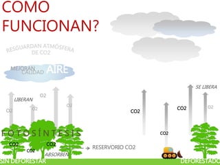 RESERVORIO CO2
CÓMO
FUNCIONAN?
CO2
CO2
CO2
O2
O2
O2
O2
CO2
CO2
CO2 O2
SIN DEFORESTAR DEFORESTADO
ABSORBEN
LIBERAN
SE LIBERA
F O T O S Í N T E S I S
CALIDAD
MEJORAN AIRE
 