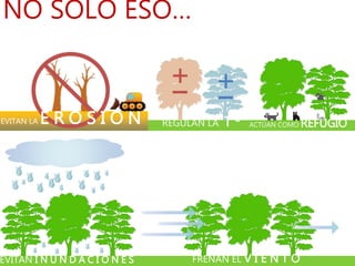 EVITAN I N U N D A C I O N E S FRENAN EL V I E N T O
EVITAN LA E R O S I Ó N ACTÚAN COMO REFUGIOREGULAN LA T º
NO SÓLO ESO…
 