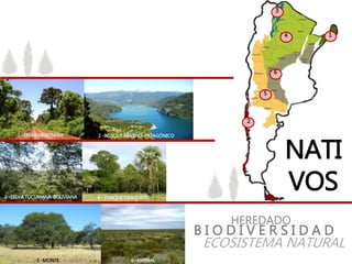 NATI
VOS
HEREDADO
B I O D I V E R S I D A D
ECOSISTEMA NATURAL
3 -SELVA TUCUMANA-BOLIVIANA 4 - PARQUE CHAQUEÑO
5 -MONTE 6 -ESPINAL
1 -SELVA MISIONERA 2 -BOSQUE ANDINO-PATAGÓNICO
1
3
4
5
6
2
 