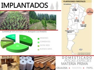 IMPLANTADOS
D O M E S T I C A D O
MATERIA PRIMA
POCAS ESPECIES
CELULOSA + MADERA + PAPEL
FUENTE: GEOGRAFÍA DE LA ARGENTINA. EDITORIAL AZ
34%
30%
12%
9%
15%
MISIONES
CORRIENTES
ENTRE RÍOS
BUENOS AIRES
SUPERFICIE IMPLANTADA CON BOSQUES CULTIVADOS
 