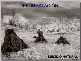 DEFORESTACIÓN SUICIDIO NATURAL 