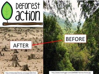 http://mikeandjenfamily.com/page1002.html http://www.treehugger.com/20090807-borneo-forest.jpg AFTER BEFORE 