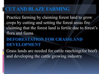Practice farming by claiming forest land to grow
crops by cutting and setting the forest areas fire
claiming that the forest land is fertile due to forest’s
flora and fauna.
DEFORESTATION FOR GRASSLAND
DEVELOPMENT
Grass lands are needed for cattle ranching(for beef)
and developing the cattle growing industry.
CUTAND BLAZE FARMING
 
