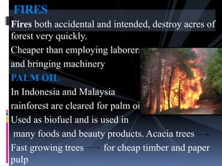 Fires both accidental and intended, destroy acres of
forest very quickly.
Cheaper than employing laborers
and bringing machinery
PALM OIL
In Indonesia and Malaysia
rainforest are cleared for palm oil
Used as biofuel and is used in
many foods and beauty products. Acacia trees
Fast growing trees for cheap timber and paper
pulp
FIRES
 
