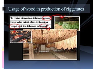 Usage of wood in production of ciggerates
 