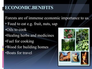 Forests are of immense economic importance to us.
• Food to eat e.g. fruit, nuts, sap
•Oils to cook
•Healing herbs and medicines
•Fuel for cooking
•Wood for building homes
•Boats for travel
ECONOMIC.BENIFITS
 