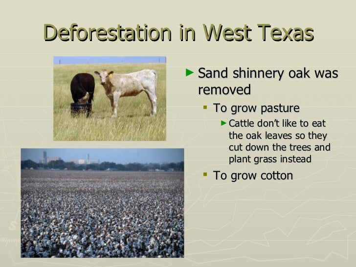 deforestation-37-728.jpg