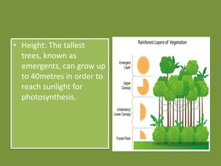 • Height: The tallest
trees, known as
emergents, can grow up
to 40metres in order to
reach sunlight for
photosynthesis.
 