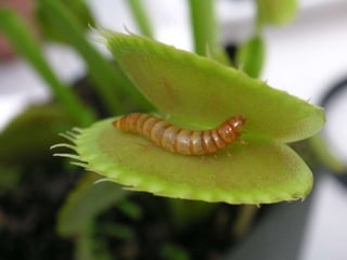 They have developed a mechanism in order
to eat insects. Venus flytraps snap shut on
any insects that land on them, where they
are then digested by the plant. Some plants
have developed flowers or leaves with
steep sides which means insects slide
down into the plant and cannot escape.
Some flowers produce a sweet nectar
which attracts insects into their trap. This
is ideal for plants who live further towards
the forest floor where there is less sunlight
for photosynthesis.
 