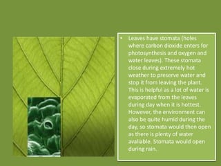 • Leaves have stomata (holes
where carbon dioxide enters for
photosynthesis and oxygen and
water leaves). These stomata
close during extremely hot
weather to preserve water and
stop it from leaving the plant.
This is helpful as a lot of water is
evaporated from the leaves
during day when it is hottest.
However, the environment can
also be quite humid during the
day, so stomata would then open
as there is plenty of water
avaliable. Stomata would open
during rain.
 