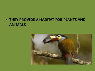 • THEY PROVIDE A HABITAT FOR PLANTS AND
ANIMALS
 
