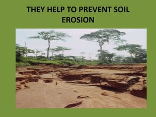 THEY HELP TO PREVENT SOIL
EROSION
 