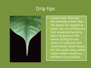 Drip tips
• Leaves have 'drip tips' -
this basically means that
the leaves are shaped so
water can run off them so
that unwanted bacteria
does not grow on the
leaves during the day
when it is warmest and
most humid. Some leaves
are also quite waxy, which
means water would run
off them more quickly.
 