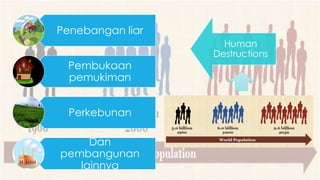 Human
Destructions
Penebangan liar
Pembukaan
pemukiman
Perkebunan
Dan
pembangunan
lainnya
 