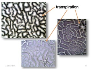 transpiration
3 October 2015 10
 