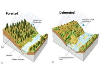 Forested Deforested
 