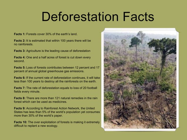 Deforestation And It s Effects