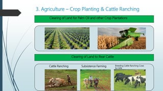 3. Agriculture – Crop Planting & Cattle Ranching
Clearing of Land for Palm Oil and other Crop Plantations
Clearing of Land to Rear Cattle
Cattle Ranching Subsistence Farming Breeding Cattle Ranching Cows
for Milk
 