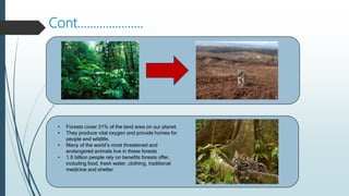 Cont.………………..
• Forests cover 31% of the land area on our planet.
• They produce vital oxygen and provide homes for
people and wildlife.
• Many of the world’s most threatened and
endangered animals live in these forests
• 1.6 billion people rely on benefits forests offer,
including food, fresh water, clothing, traditional
medicine and shelter
 