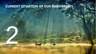 CURRENT SITUATION OF OUR RAINFORESTS
 
