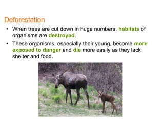 • When trees are cut down in huge numbers, habitats of
organisms are destroyed.
• These organisms, especially their young, become more
exposed to danger and die more easily as they lack
shelter and food.
Deforestation
4
 