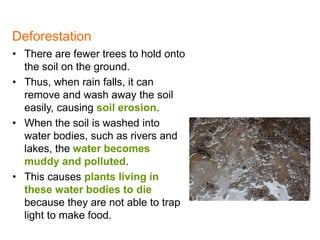 • There are fewer trees to hold onto
the soil on the ground.
• Thus, when rain falls, it can
remove and wash away the soil
easily, causing soil erosion.
• When the soil is washed into
water bodies, such as rivers and
lakes, the water becomes
muddy and polluted.
• This causes plants living in
these water bodies to die
because they are not able to trap
light to make food.
Deforestation
6
 