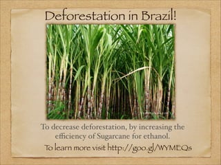 Deforestation in Brazil!

Shutter shock.com

To decrease deforestation, by increasing the
eﬃciency of Sugarcane for ethanol.
T learn more visit http://goo.gl/WYMEQs
o

 