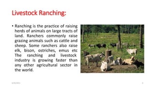 Livestock Ranching:
• Ranching is the practice of raising
herds of animals on large tracts of
land. Ranchers commonly raise
grazing animals such as cattle and
sheep. Some ranchers also raise
elk, bison, ostriches, emus etc
The ranching and livestock
industry is growing faster than
any other agricultural sector in
the world.
6/30/2021 6
 