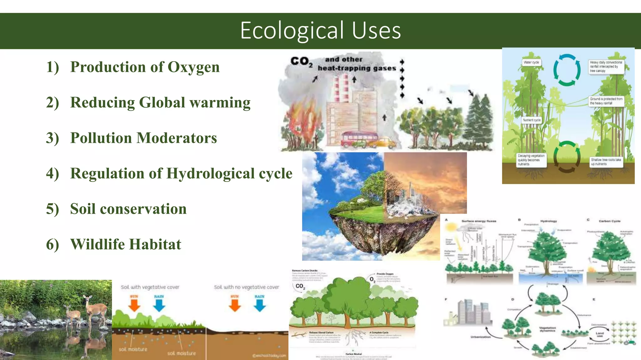 Ecological Uses
1) Production of Oxygen
2) Reducing Global warming
3) Pollution Moderators
4) Regulation of Hydrological cycle
5) Soil conservation
6) Wildlife Habitat
 