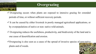 Overgrazing Graph Deforestation | PPTX