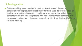 3.Raising cattle
 Cattle ranching has a massive impact on forest around the world,
particularly in tropical rain forest many farmers used deforested area of
land to raise cattle , however it might surprise you to learn that some
corporation do this in a large scale. the most namely food company are
mc donalds , pizza hurt, dominos, burger king etc. they destroy the forest
for cattle raising.
 