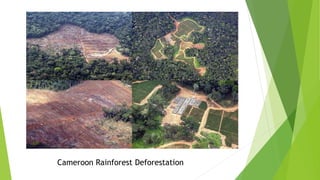 Cameroon Rainforest Deforestation
 