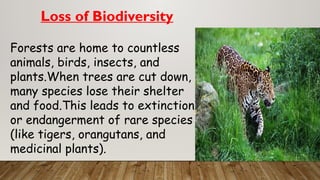 Loss of Biodiversity
Forests are home to countless
animals, birds, insects, and
plants.When trees are cut down,
many species lose their shelter
and food.This leads to extinction
or endangerment of rare species
(like tigers, orangutans, and
medicinal plants).
 