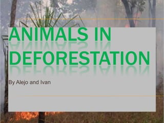 ANIMALS IN
DEFORESTATION
By Alejo and Ivan
 