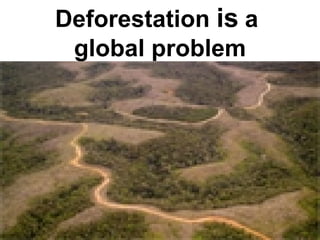 Deforestation of the Amazon | PPT