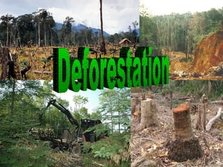 Deforestation  