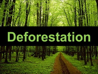 Deforestation 
 