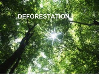 By Billy and Stuart DEFORESTATION 