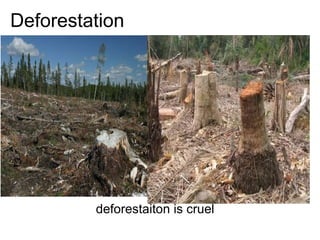 Deforestation deforestaiton is cruel  