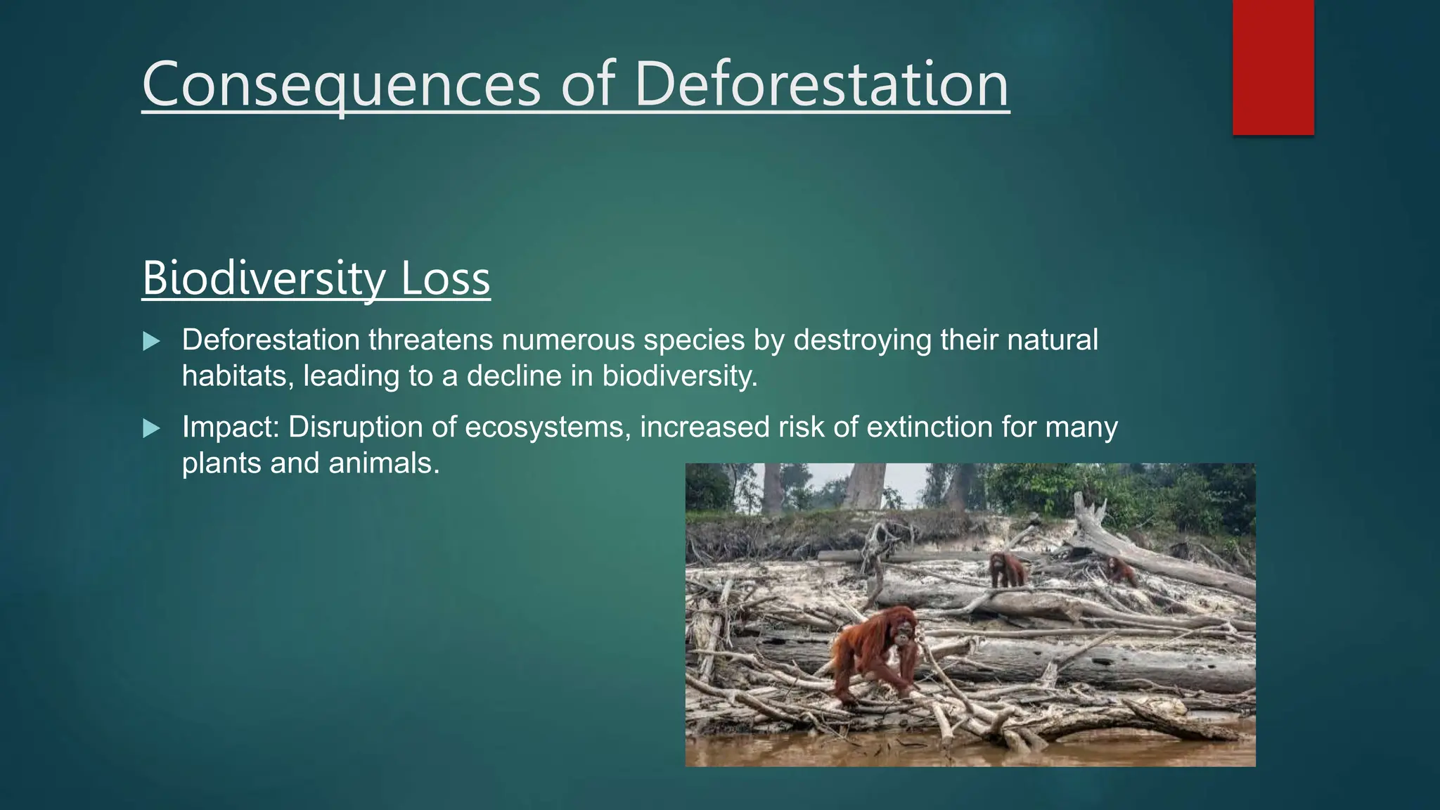 Conscientisation - deforestation 1 .pptx