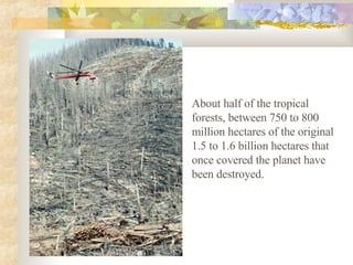   About half of the tropical forests, between 750 to 800 million hectares of the original 1.5 to 1.6 billion hectares that once covered the planet have been destroyed. 