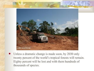 Unless a dramatic change is made soon, by 2030 only twenty percent of the world’s tropical forests will remain. Eighty percent will be lost and with them hundreds of thousands of species.  