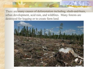 There are many causes of deforestation including, slash-and-burn, urban development, acid rain, and wildfires.  Many forests are destroyed for logging or to create farm land.  