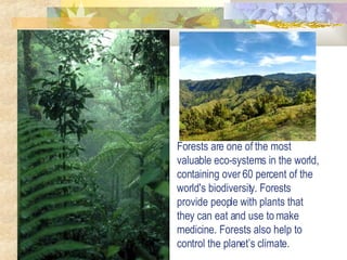 Forests are one of the most valuable eco-systems in the world, containing over 60 percent of the world's biodiversity. Forests provide people with plants that they can eat and use to make medicine. Forests also help to control the planet’s climate.  