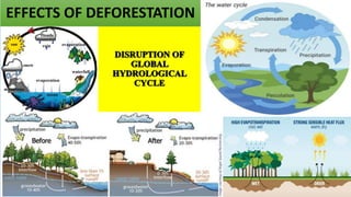 DEFORESTATION AND ITS IMPACT ON GLOBAL HYDROLOGICAL CYCLE | PPTX