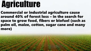 Agriculture
Commercial or industrial agriculture cause
around 40% of forest loss – in the search for
space to grow food, fibers or biofuel (such as
palm oil, maize, cotton, sugar cane and many
more)
 