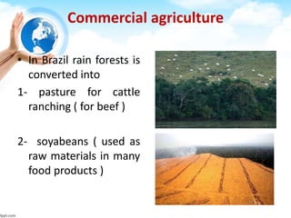 Commercial agriculture
• In Brazil rain forests is
converted into
1- pasture for cattle
ranching ( for beef )
2- soyabeans ( used as
raw materials in many
food products )
 