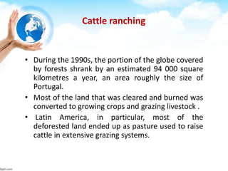 Cattle ranching
• During the 1990s, the portion of the globe covered
by forests shrank by an estimated 94 000 square
kilometres a year, an area roughly the size of
Portugal.
• Most of the land that was cleared and burned was
converted to growing crops and grazing livestock .
• Latin America, in particular, most of the
deforested land ended up as pasture used to raise
cattle in extensive grazing systems.
 